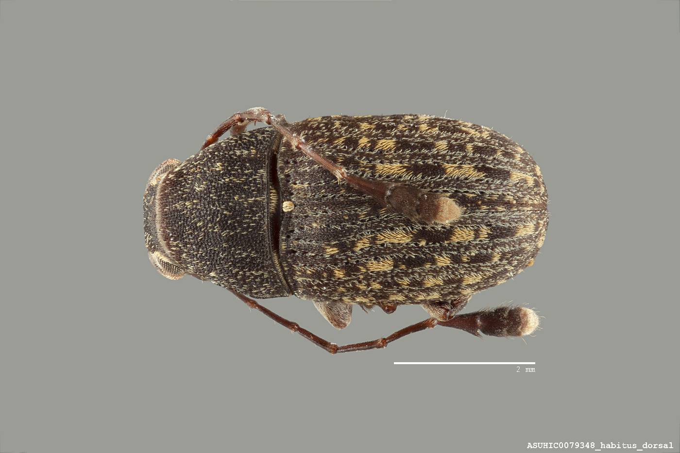 Piezocorynus homoeus image