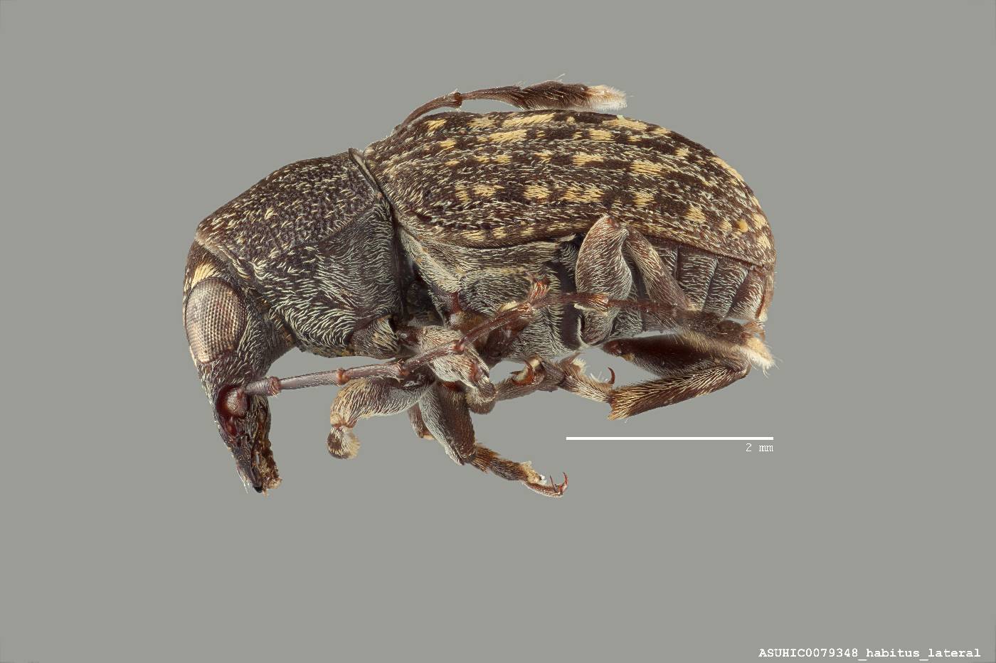 Piezocorynus homoeus image