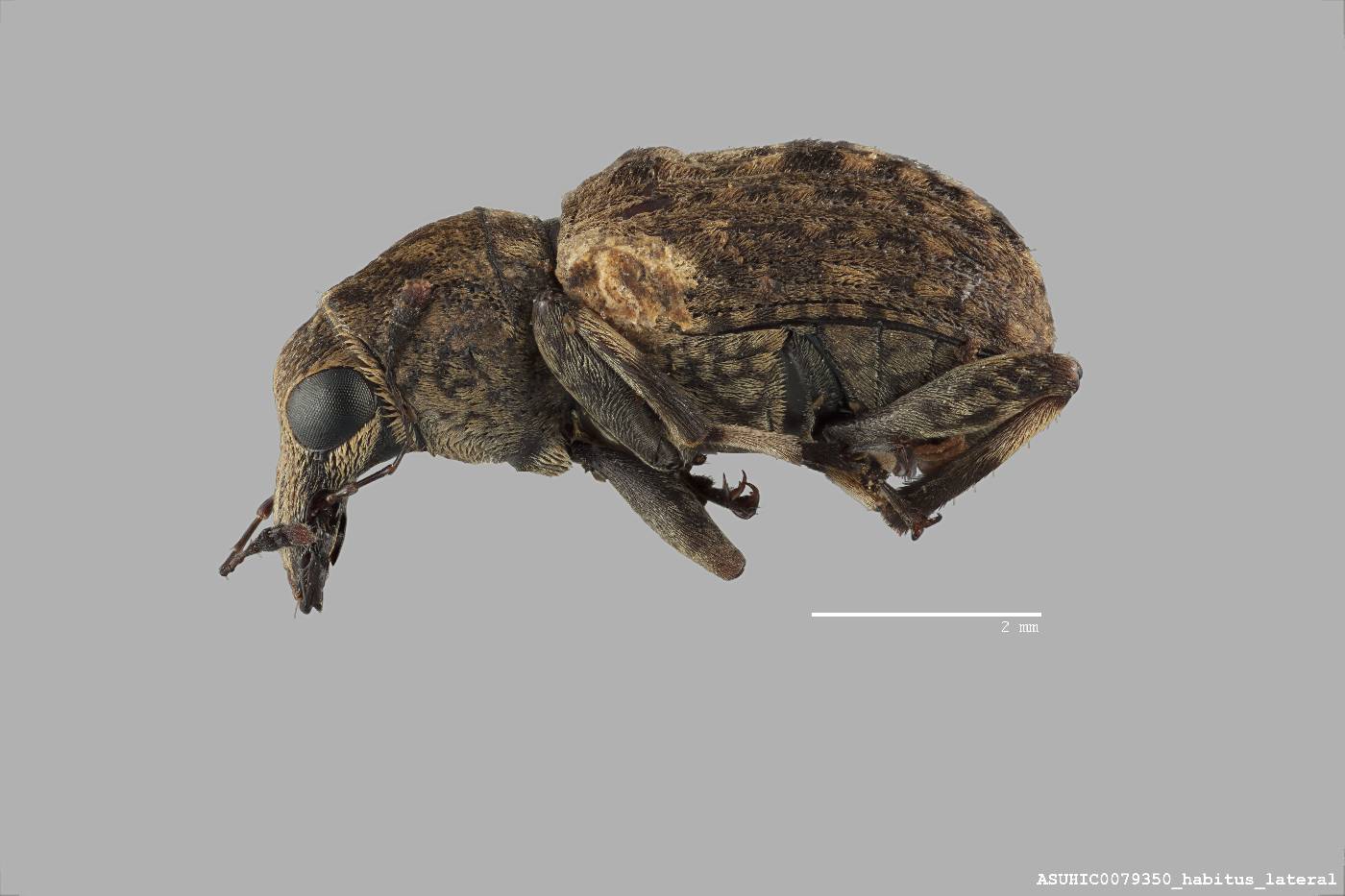 Homocloeus femoralis image