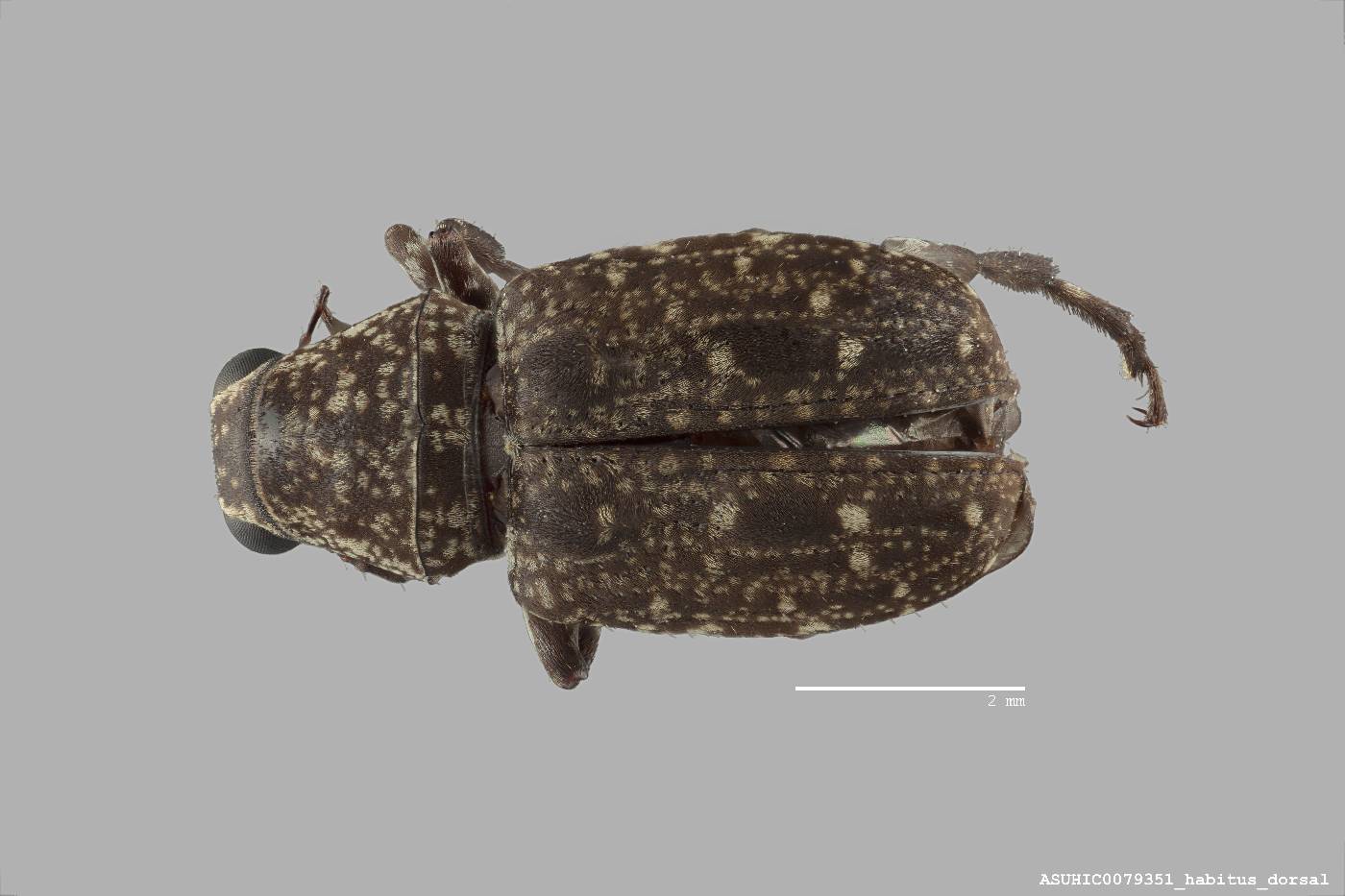 Homocloeus pardalis image