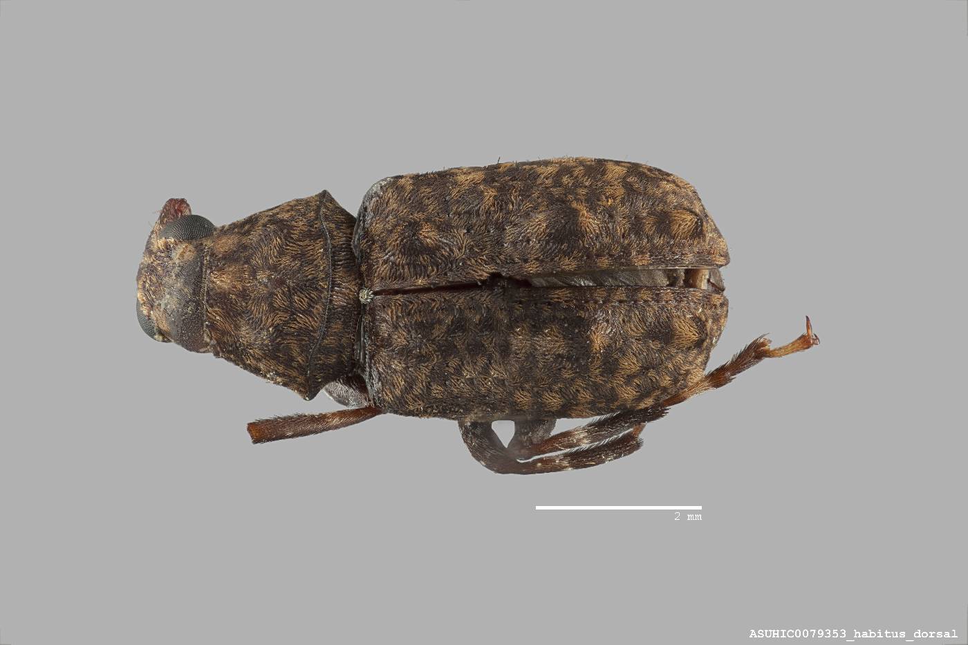 Homocloeus xanthopus image
