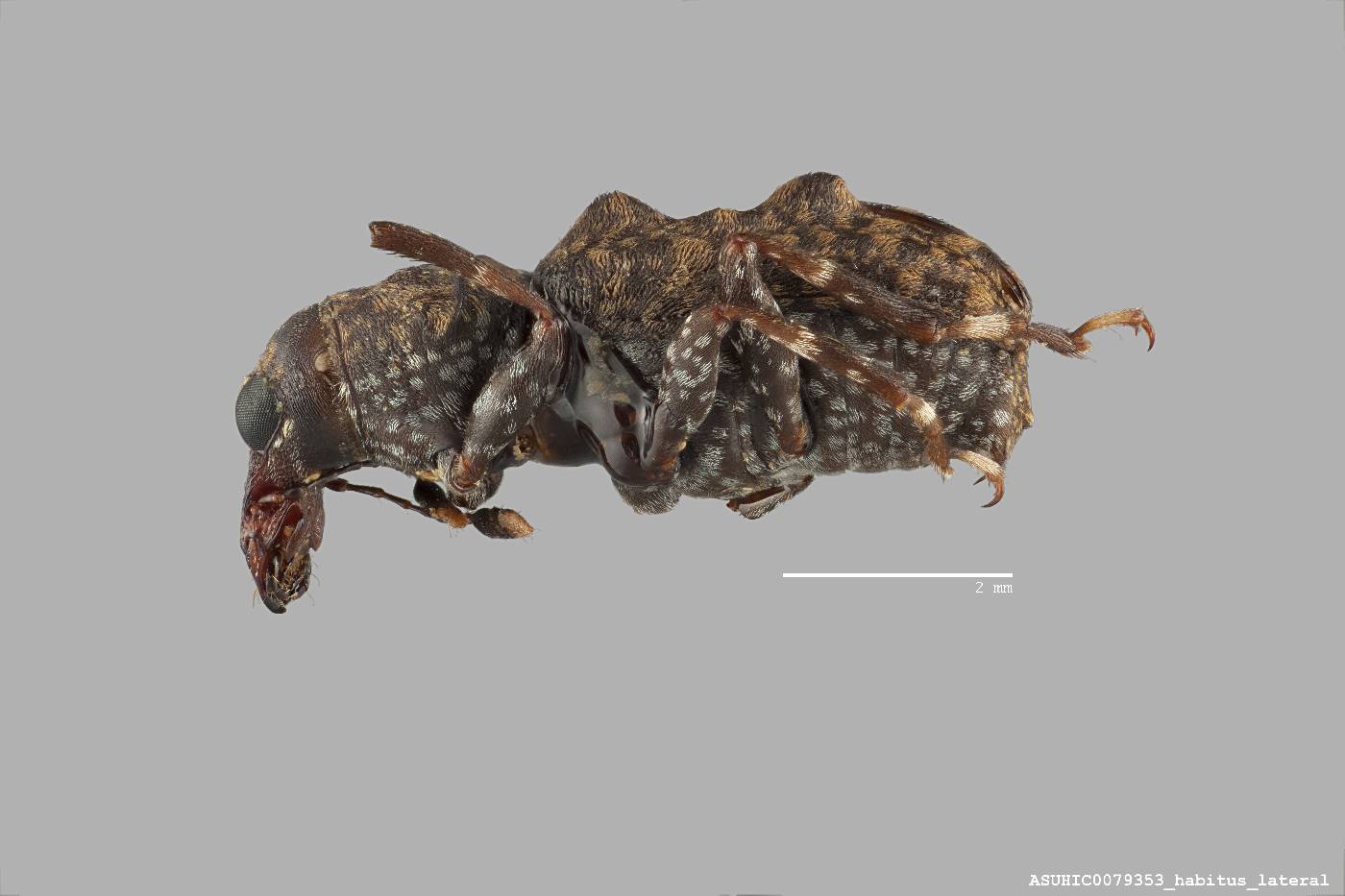 Homocloeus xanthopus image