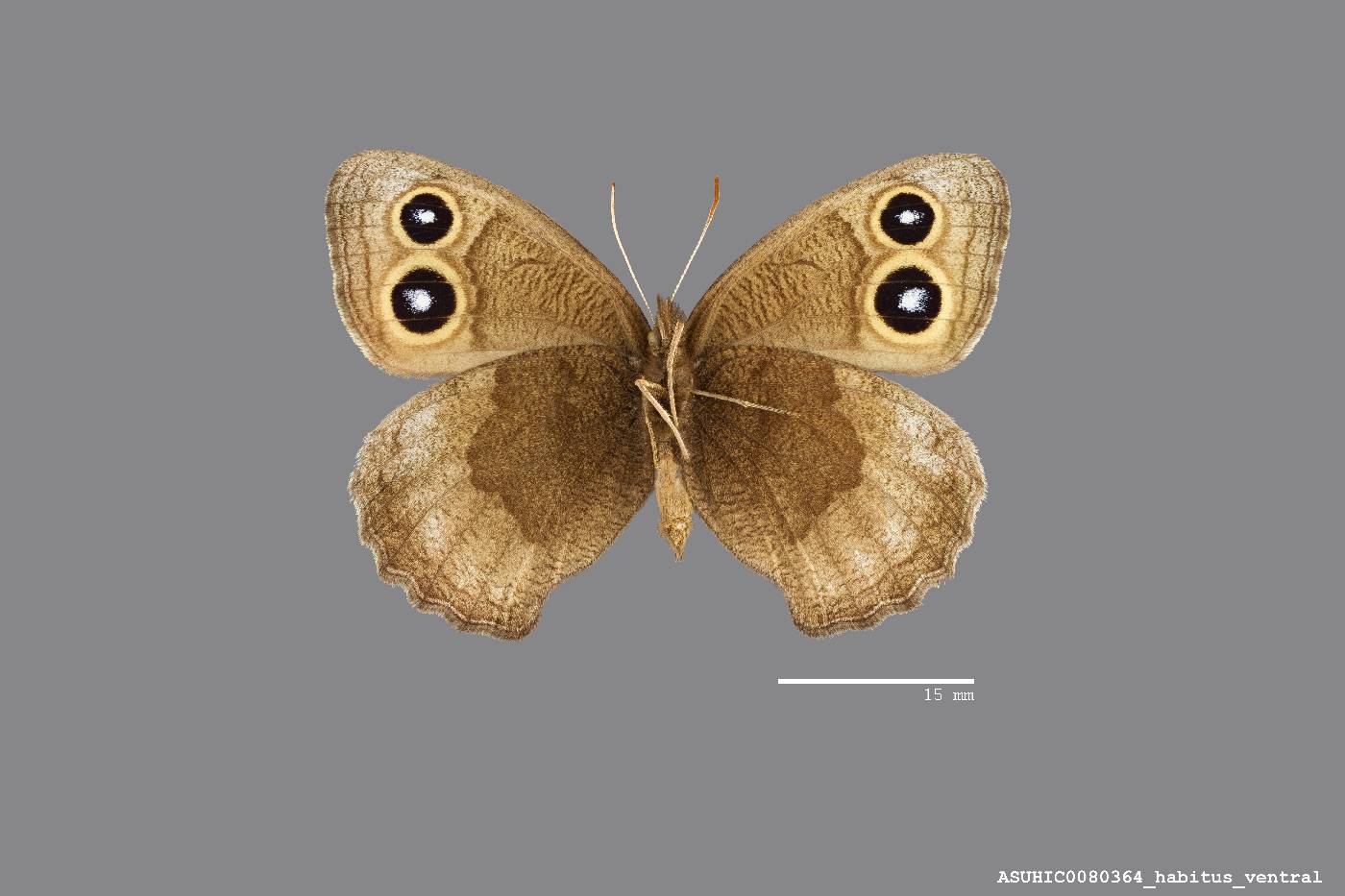 Cercyonis pegala ariane image