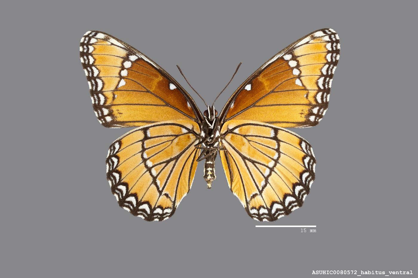 Limenitidinae image