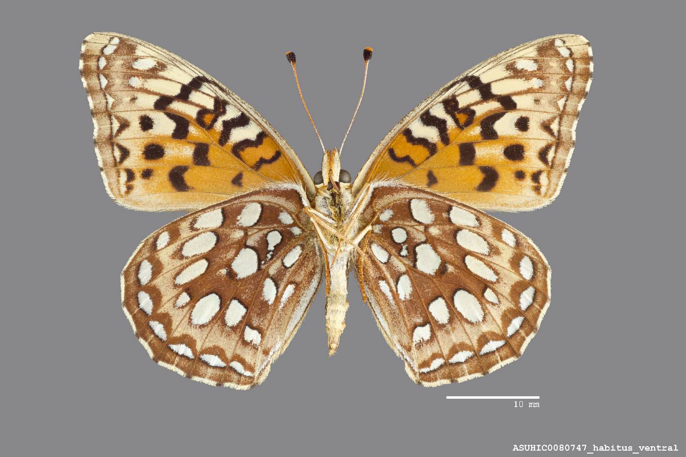 Speyeria coronis image