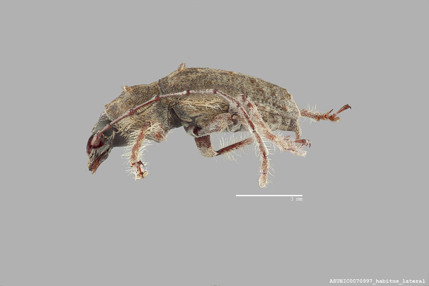 Toxonotus bidens image