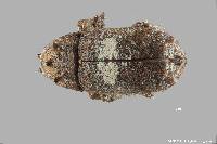 Image of Toxonotus cornutus