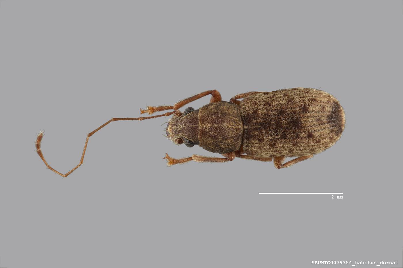 Arecopais spectabilis image