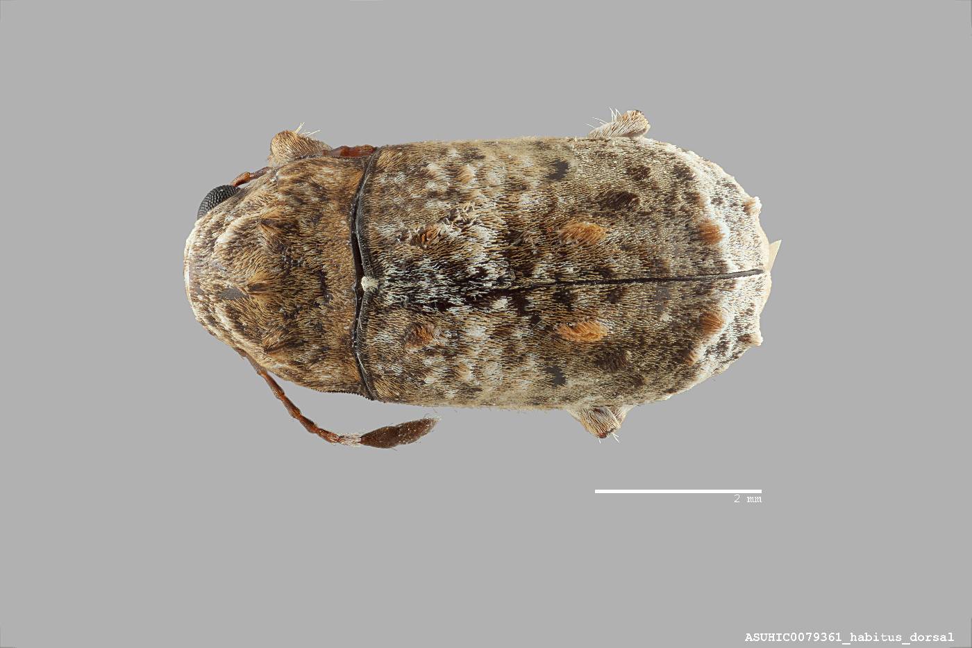 Neanthribus farinatus image