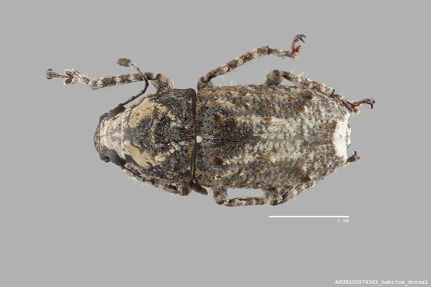 Neanthribus mendax image