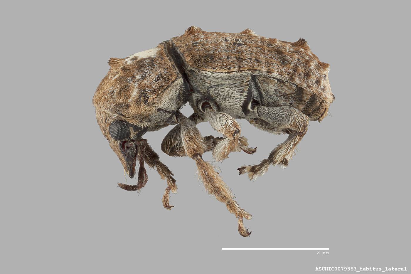 Neanthribus plagicollis image