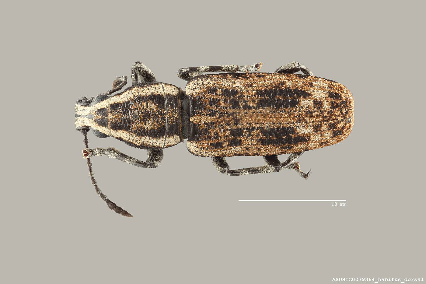 Anthribidae image