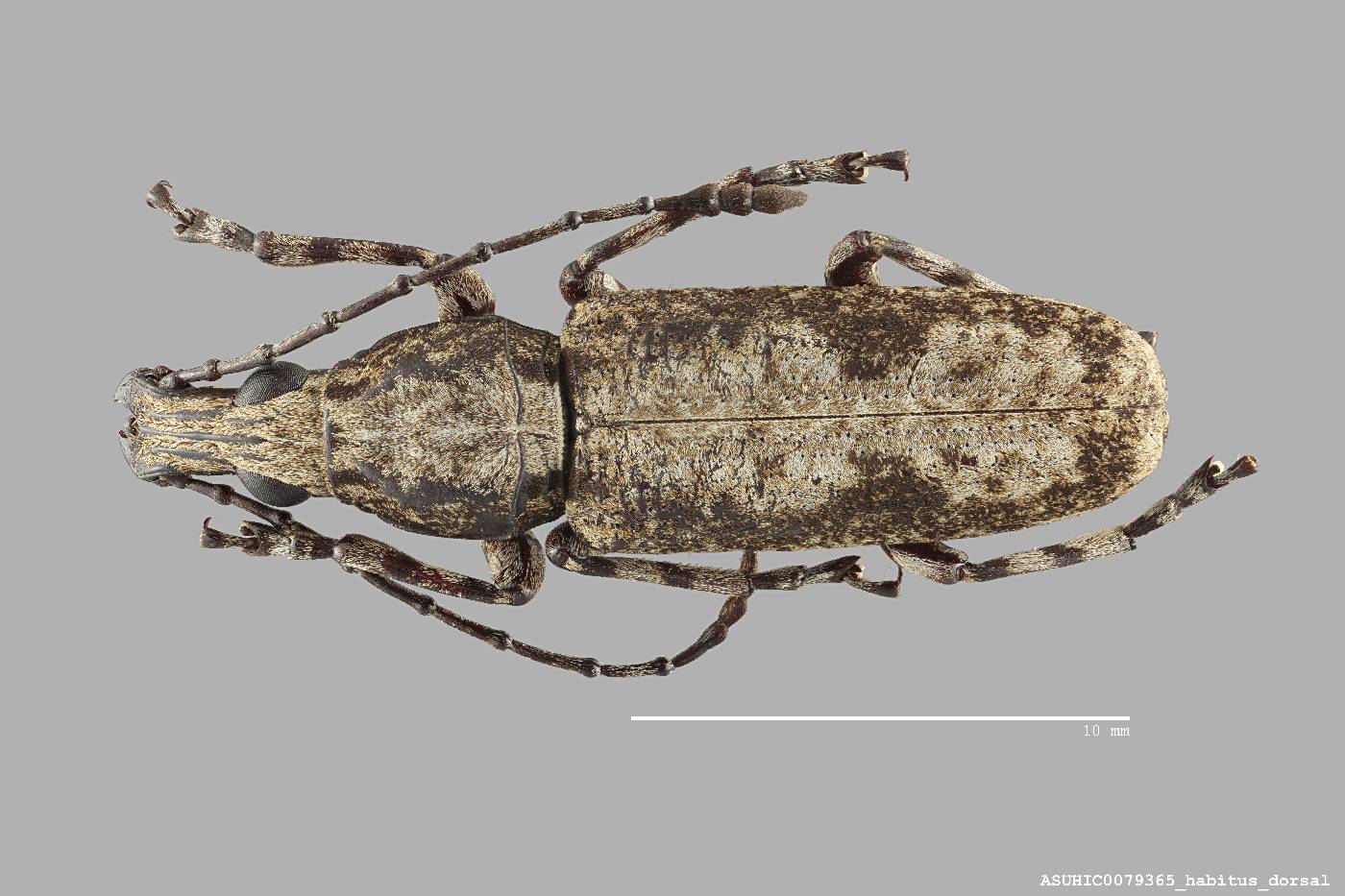 Ptychoderes antiquus image