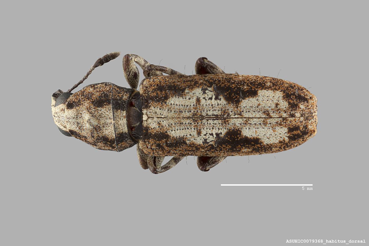 Ptychoderes rugicollis image