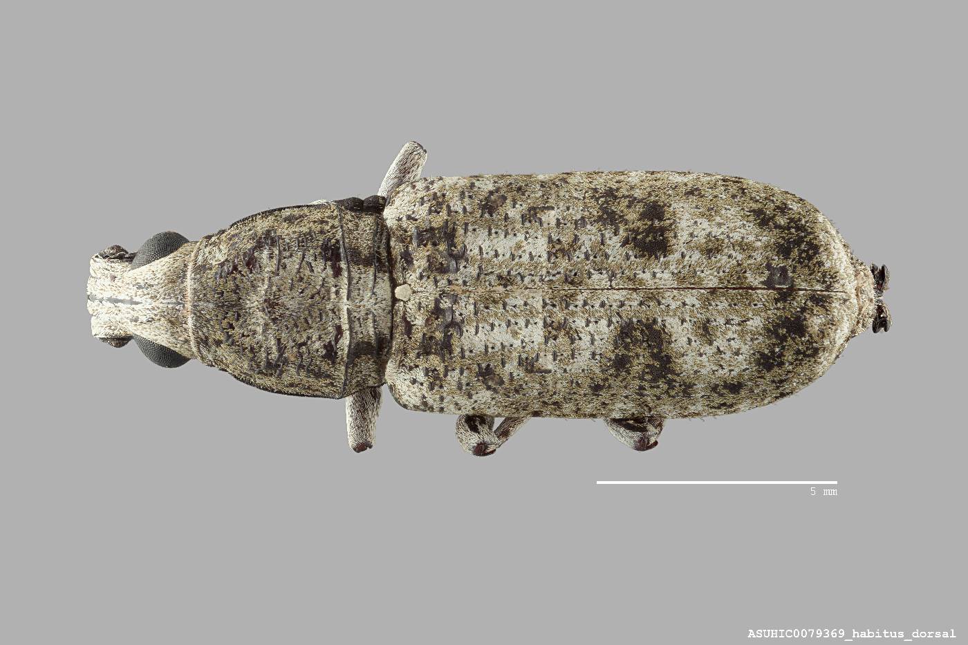 Ptychoderes brevis image