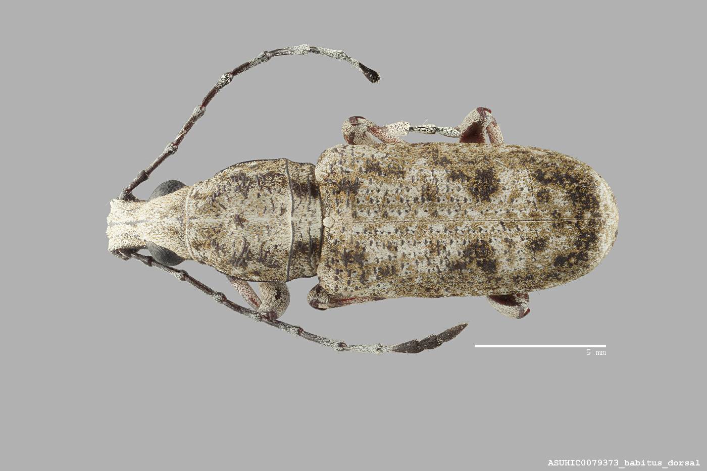 Ptychoderes brevis image