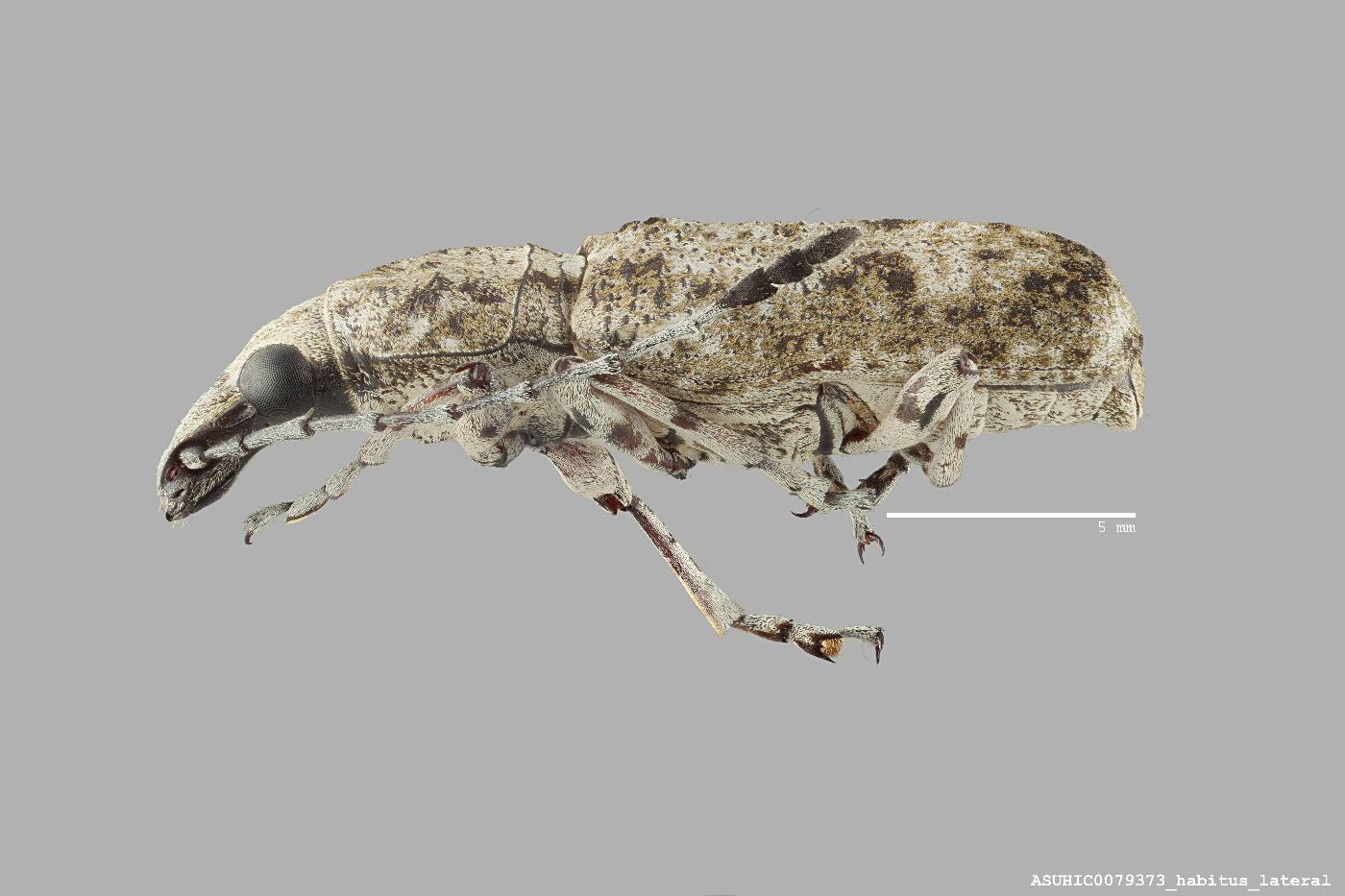 Ptychoderes brevis image