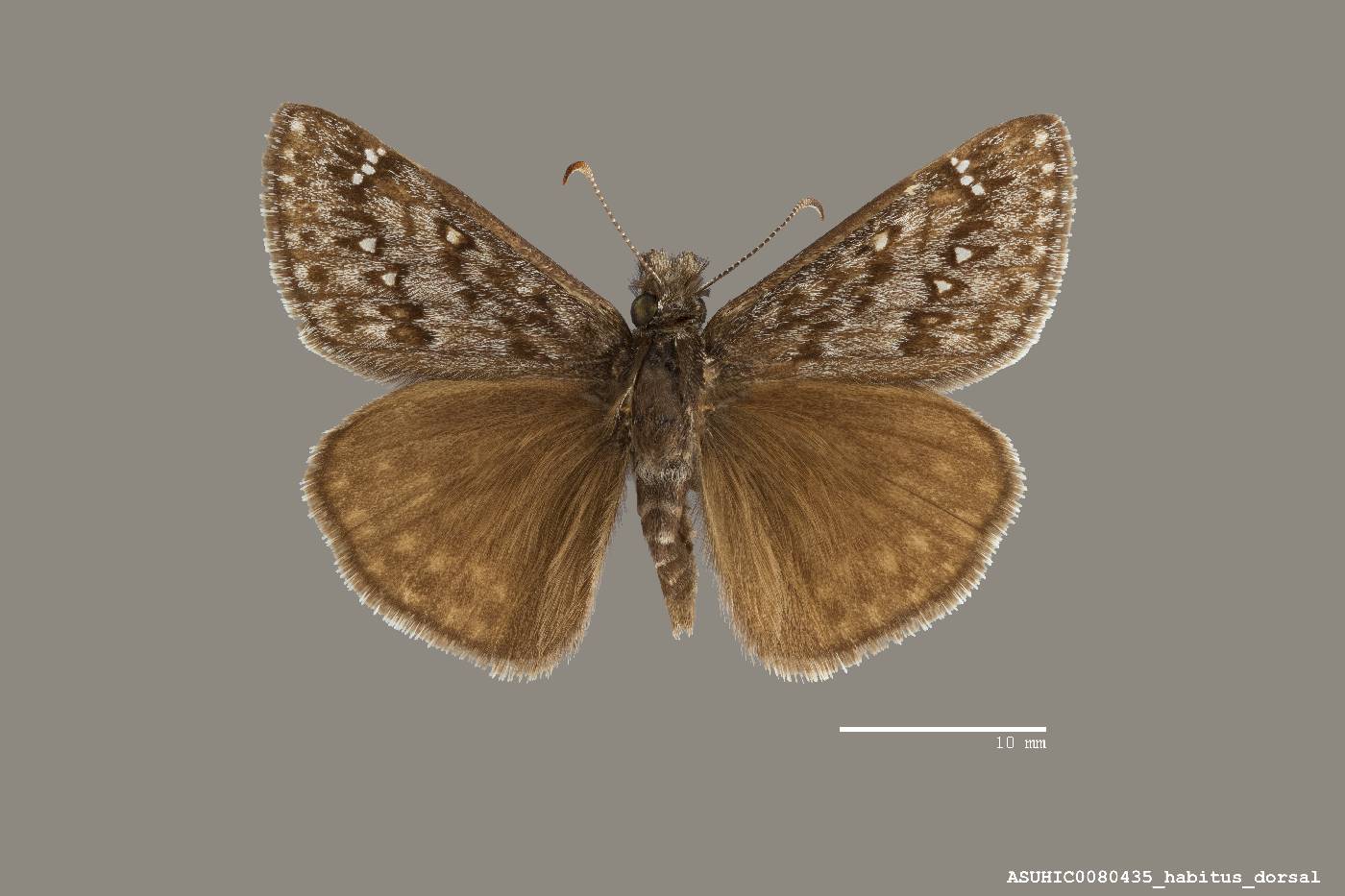 Erynnis telemachus image