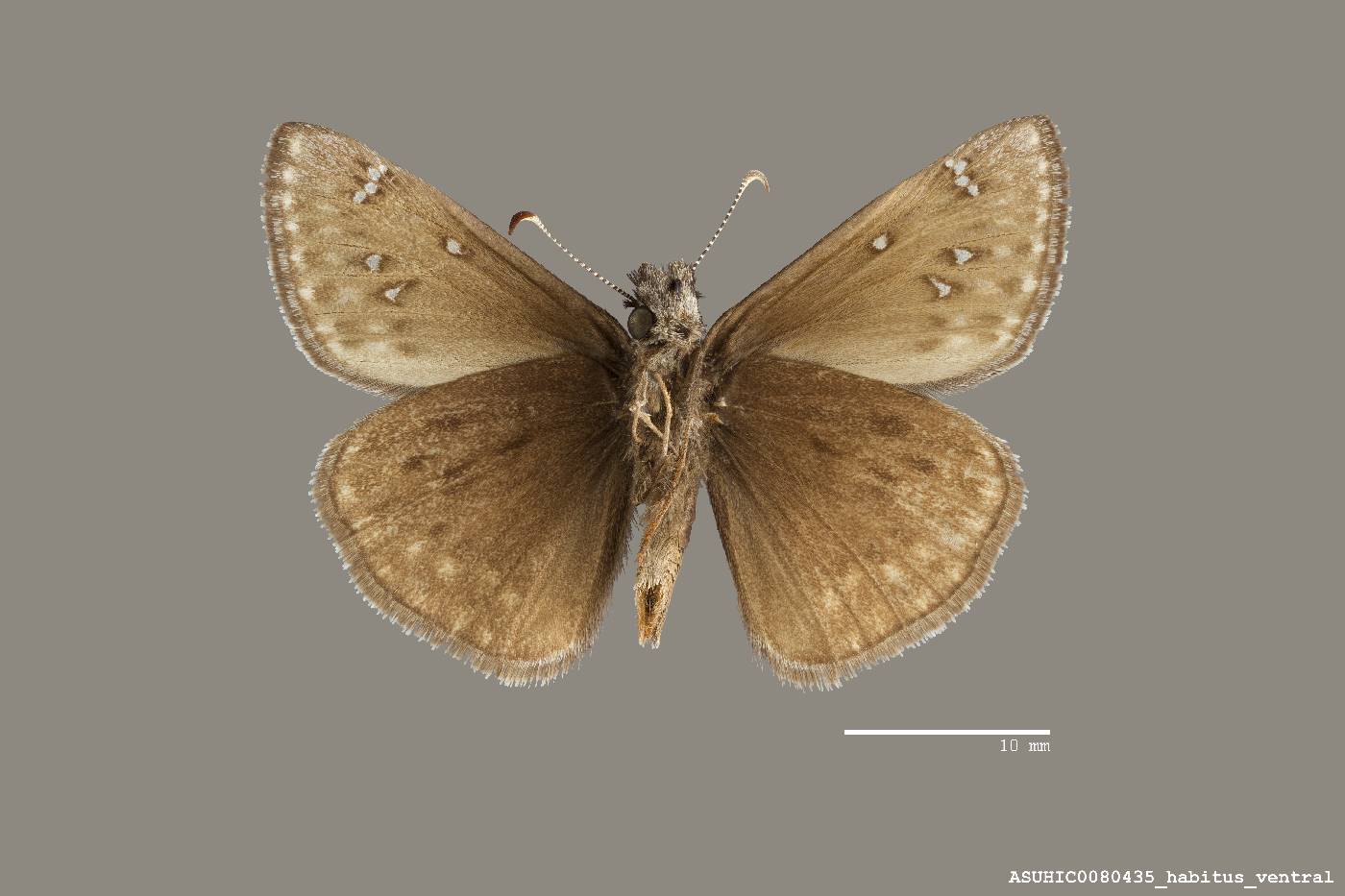 Erynnis telemachus image