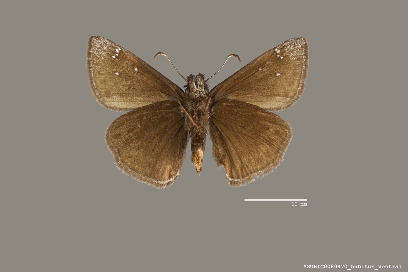 Erynnis meridianus image