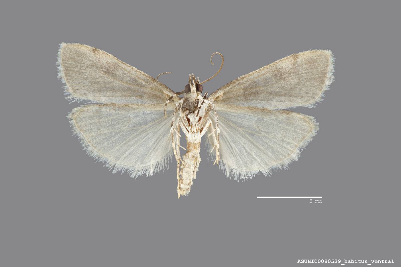 Scopariinae image