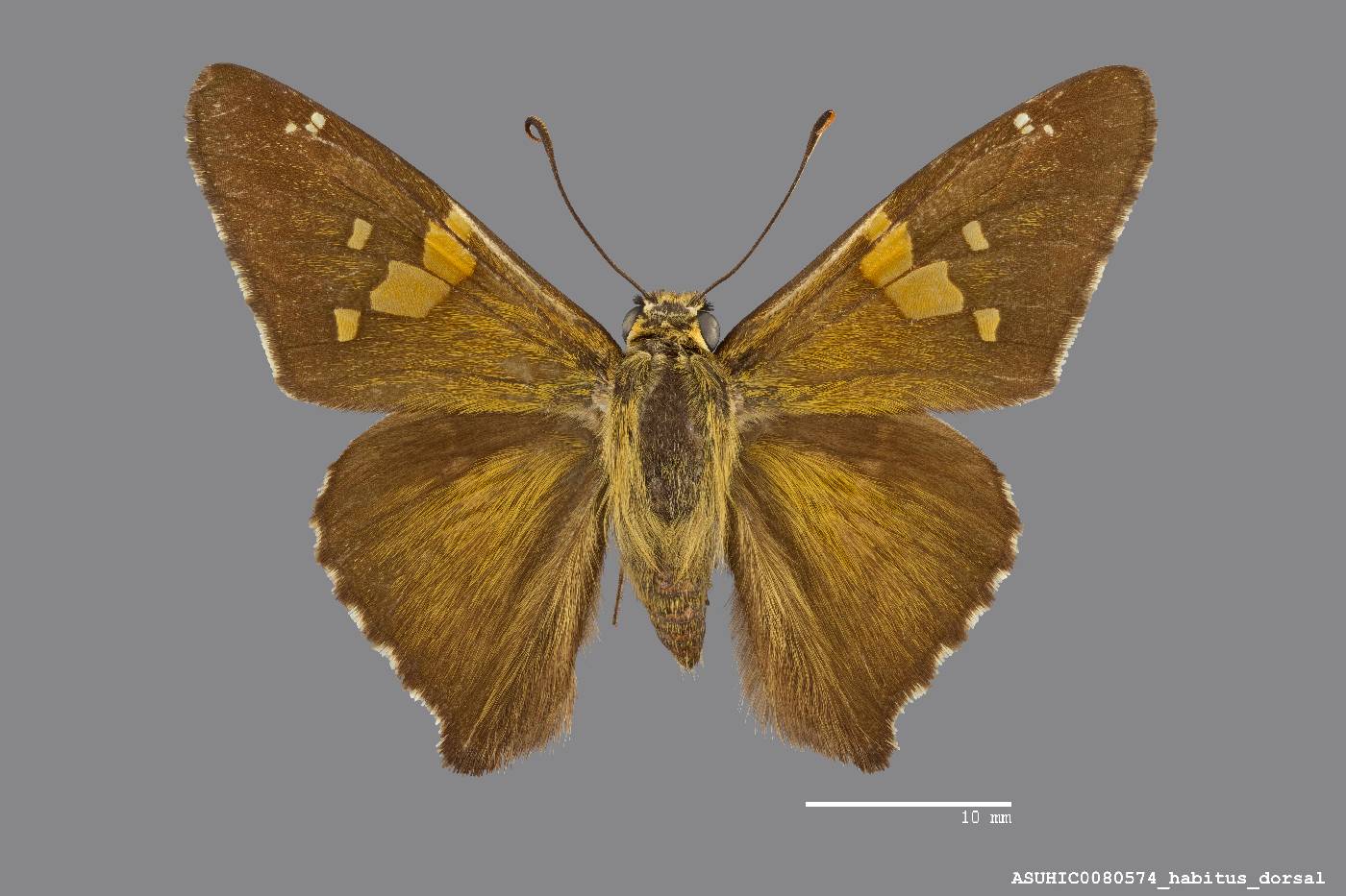 Epargyreus clarus image