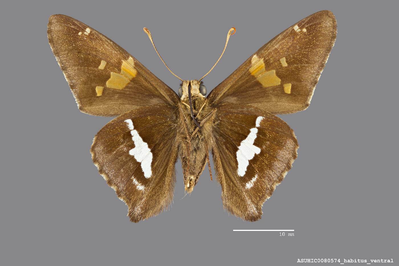 Epargyreus clarus huachuca image