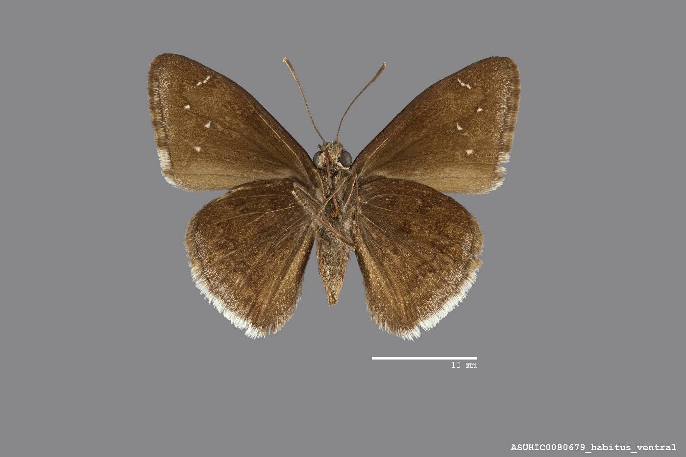 Thorybes drusius image