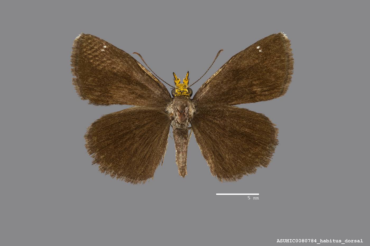 Staphylus image