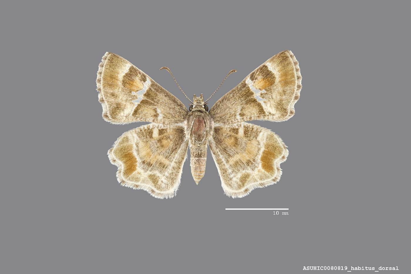 Systasea pulverulenta image