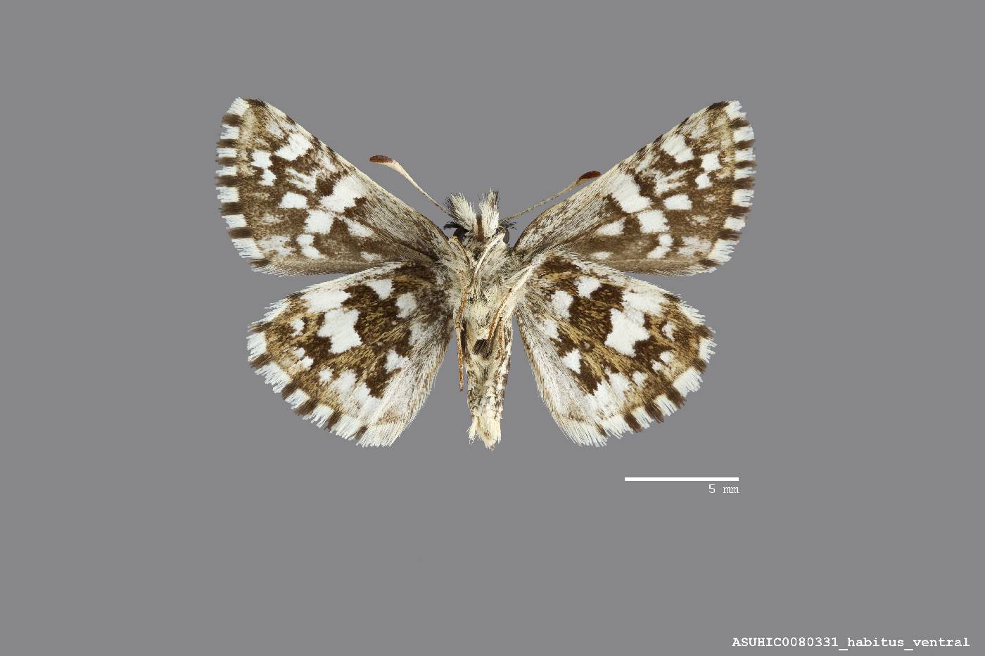 Pyrgus ruralis image