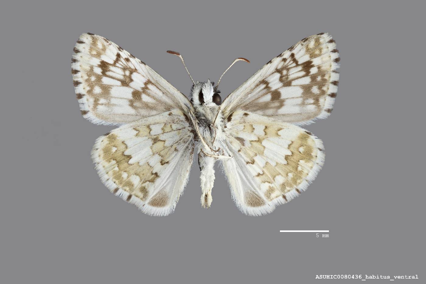 Pyrgus communis image