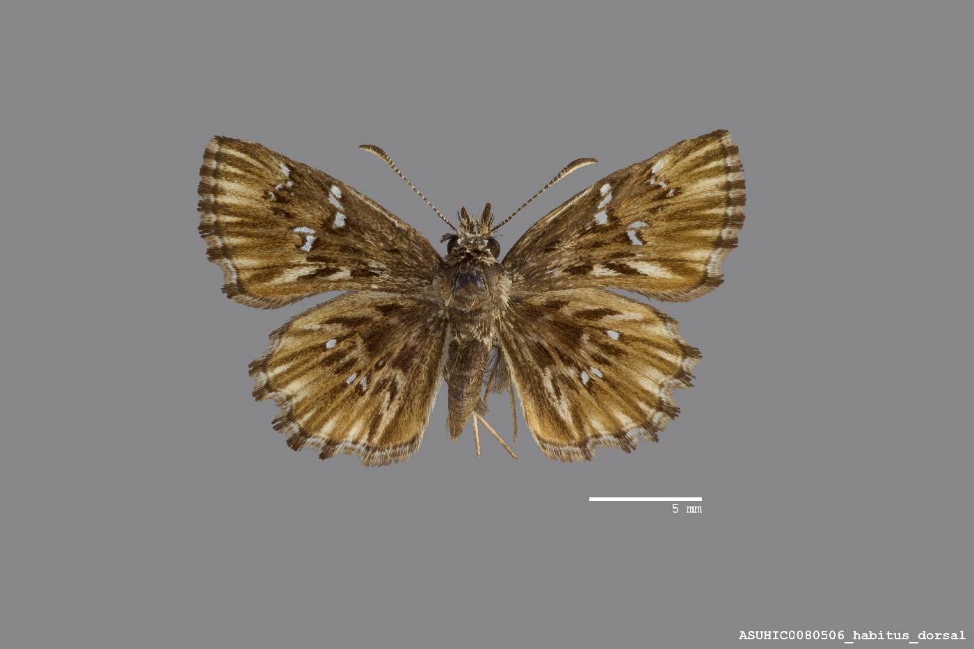 Celotes image