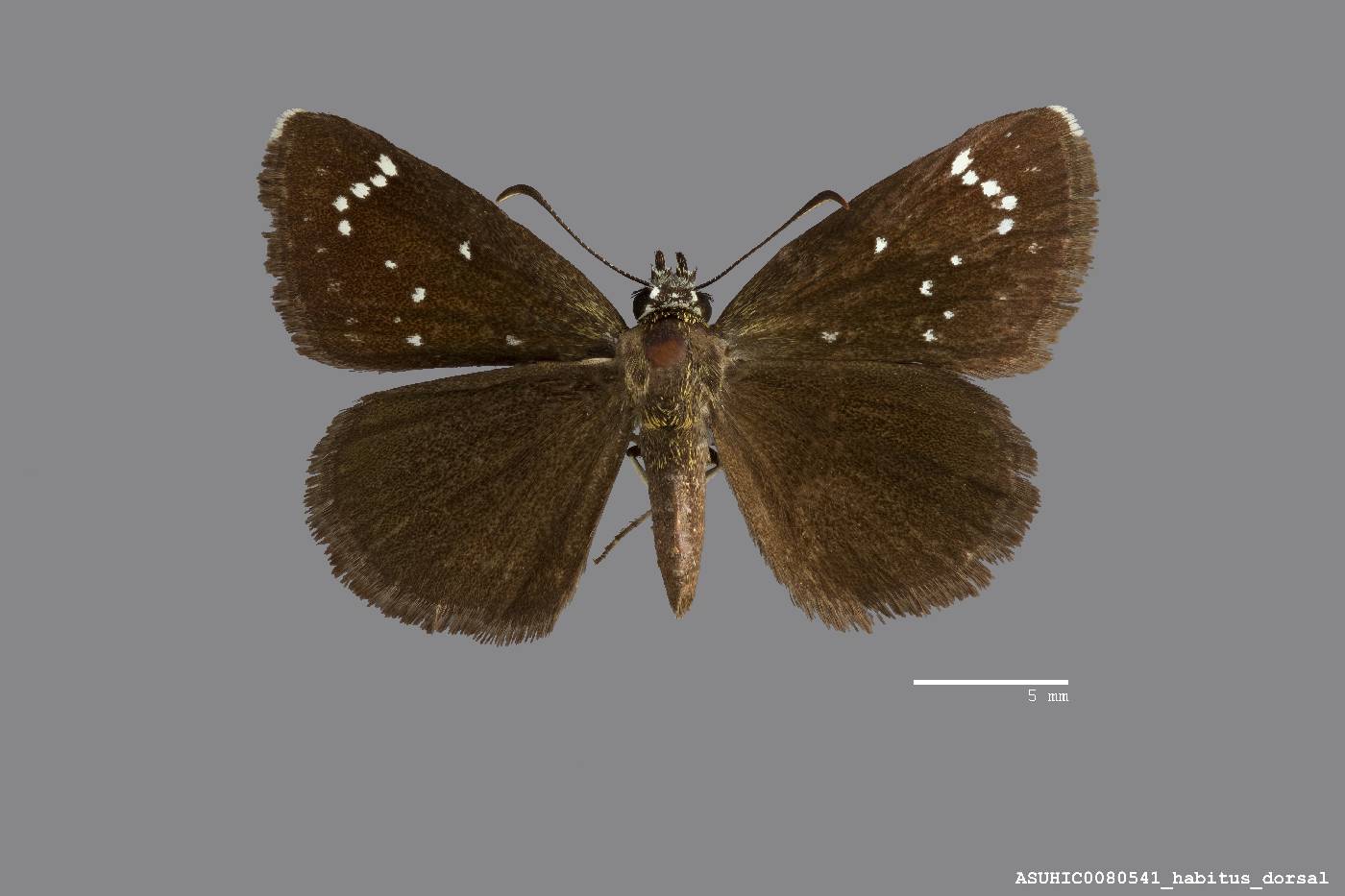 Pholisora catullus image