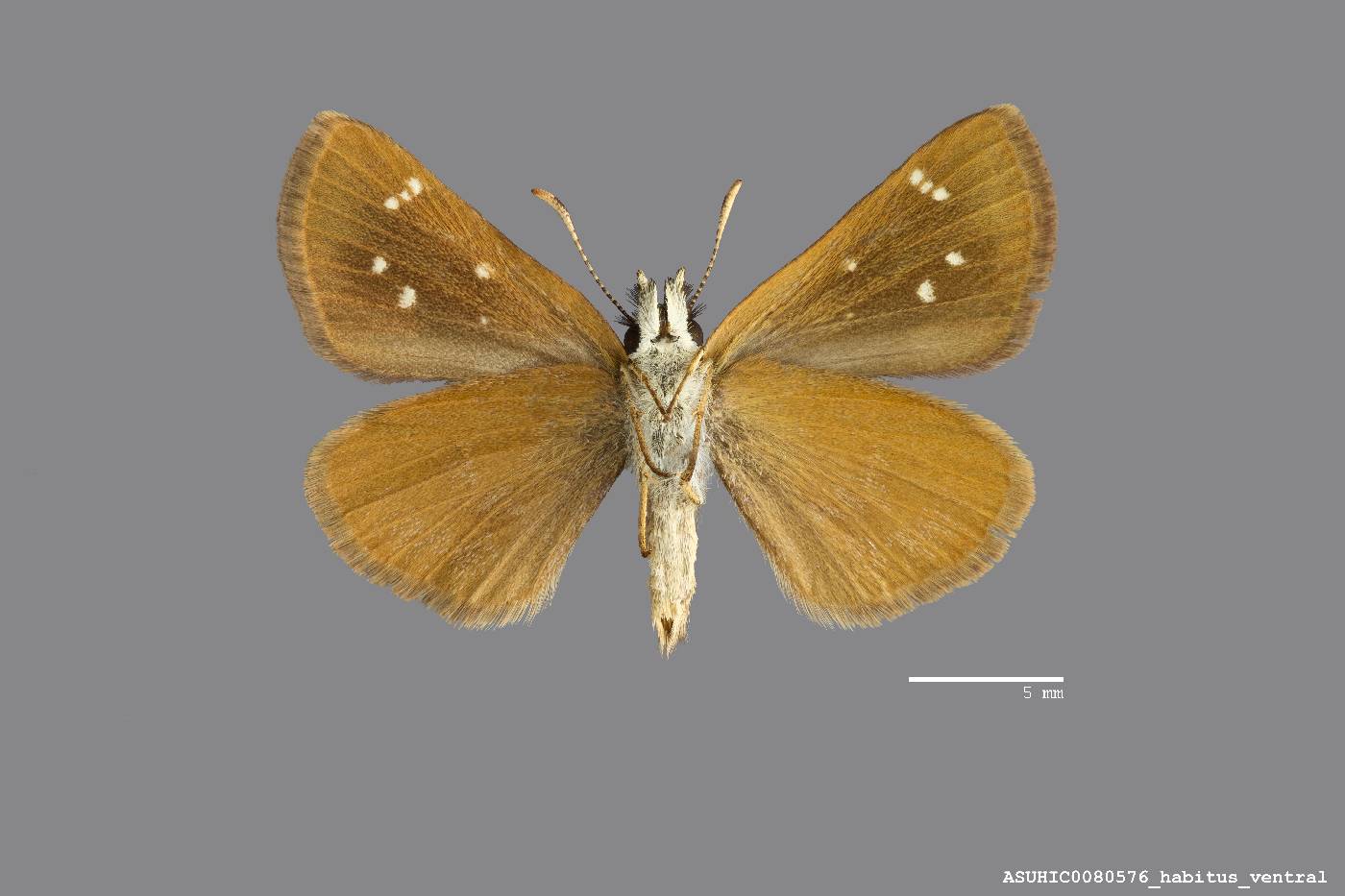 Piruna pirus image