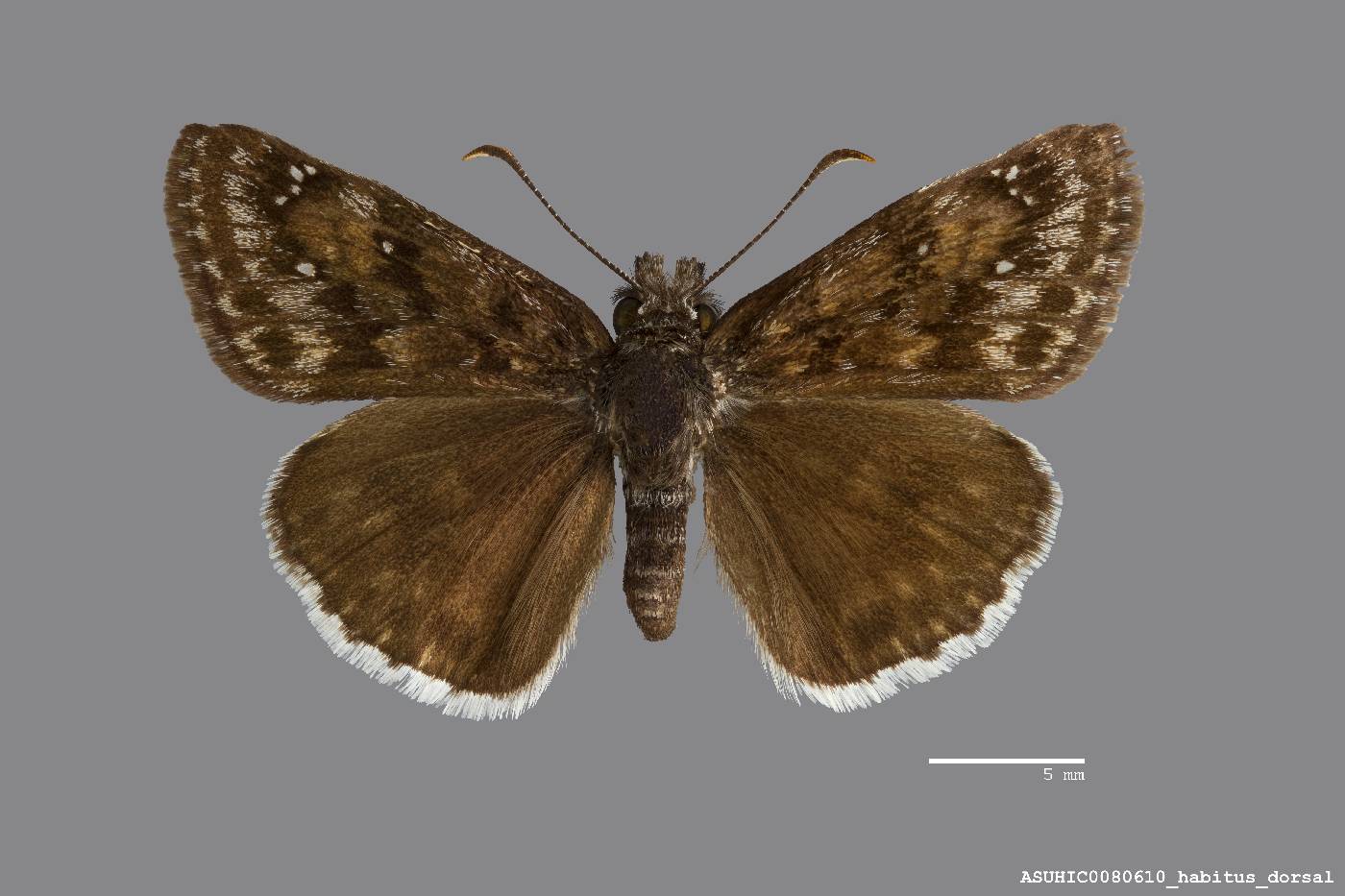 Erynnis pacuvius image