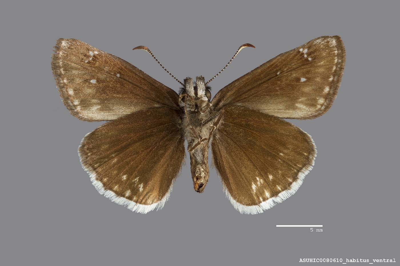 Erynnis pacuvius image