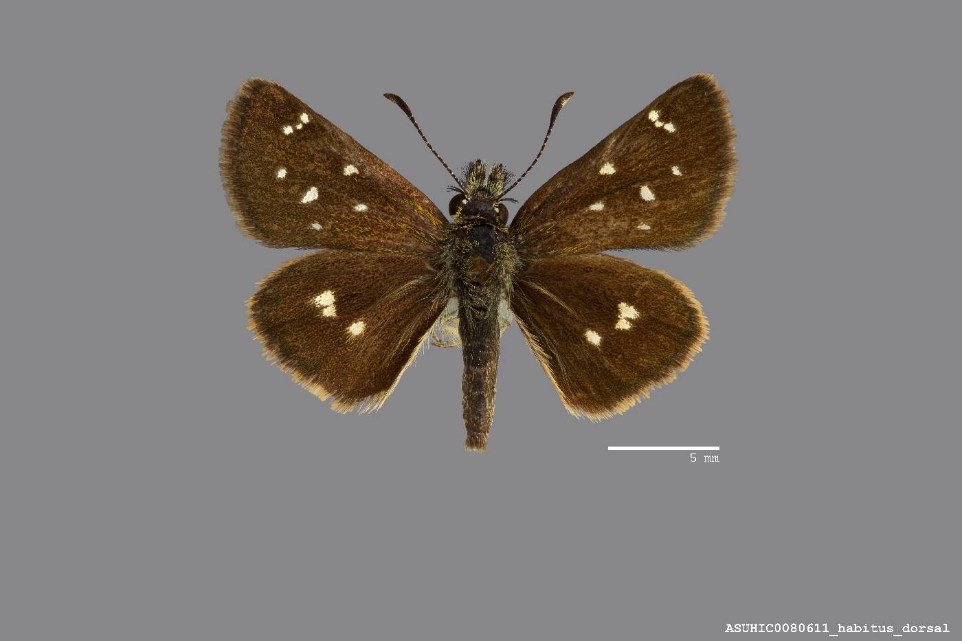 Piruna polingii image
