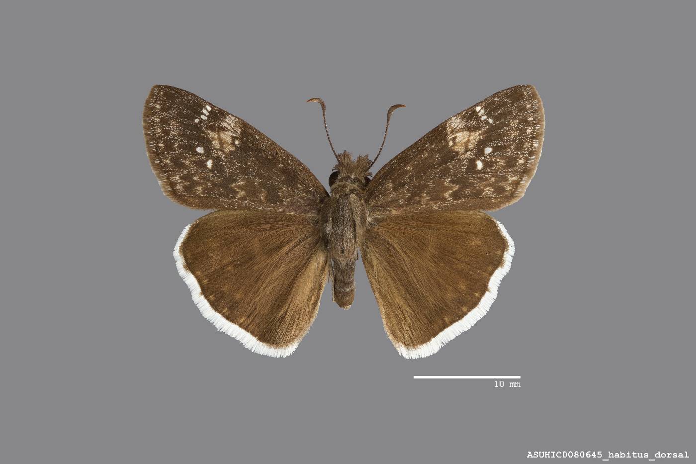 Erynnis funeralis image