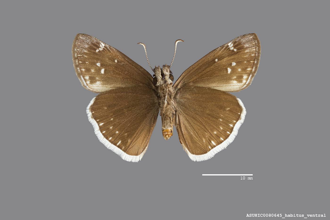 Erynnis funeralis image