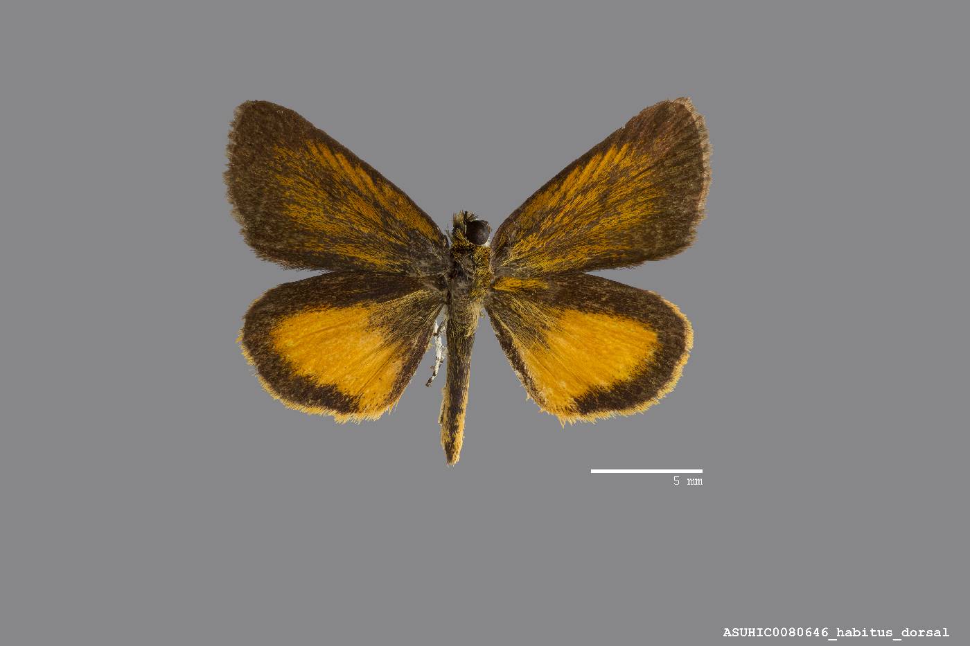 Ancyloxypha numitor image
