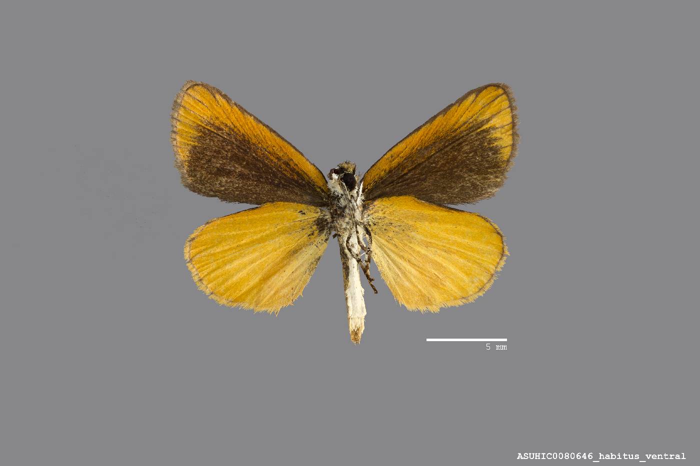 Ancyloxypha numitor image