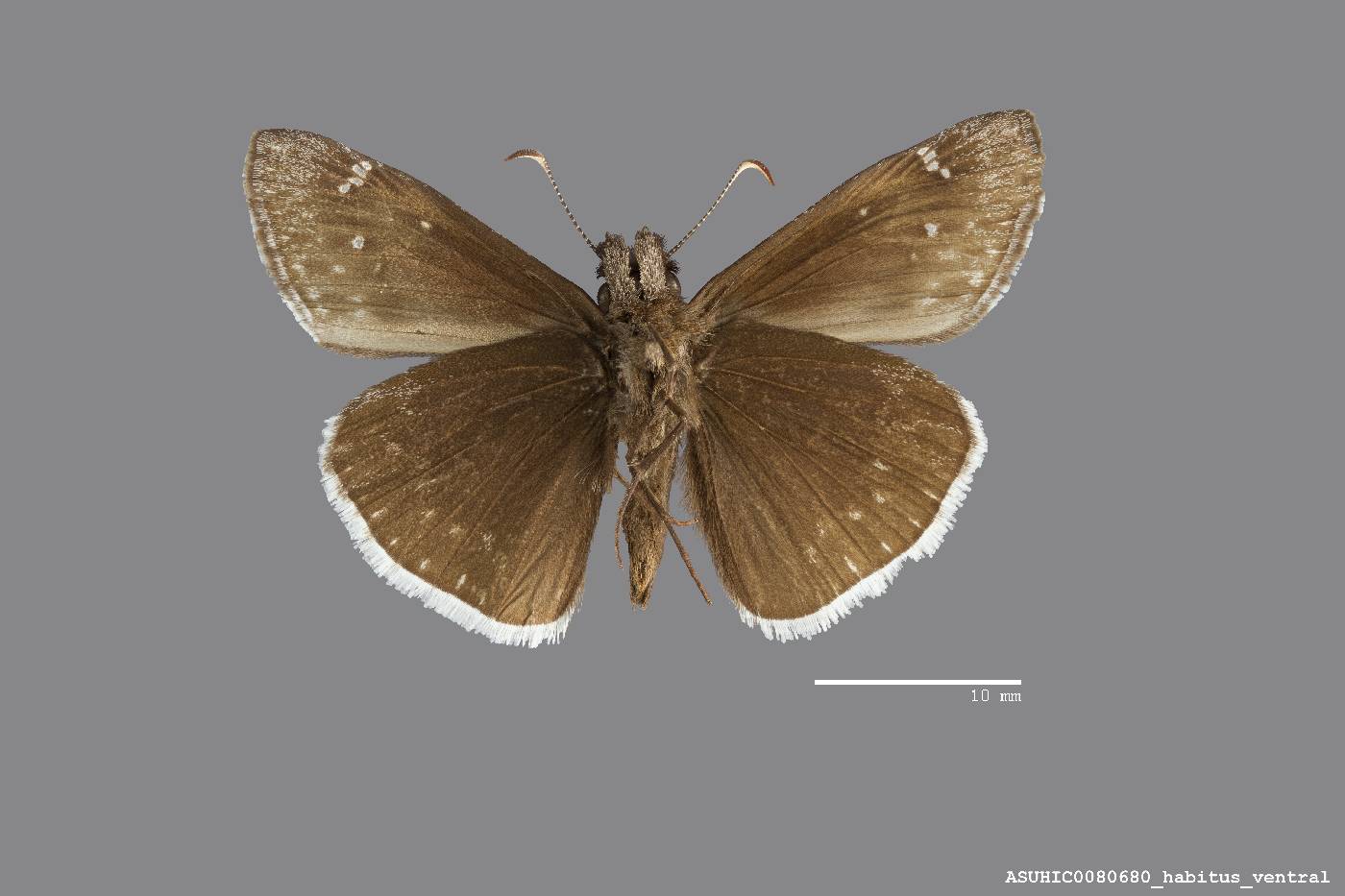 Erynnis funeralis image