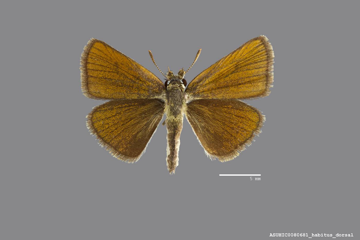 Oarisma garita image