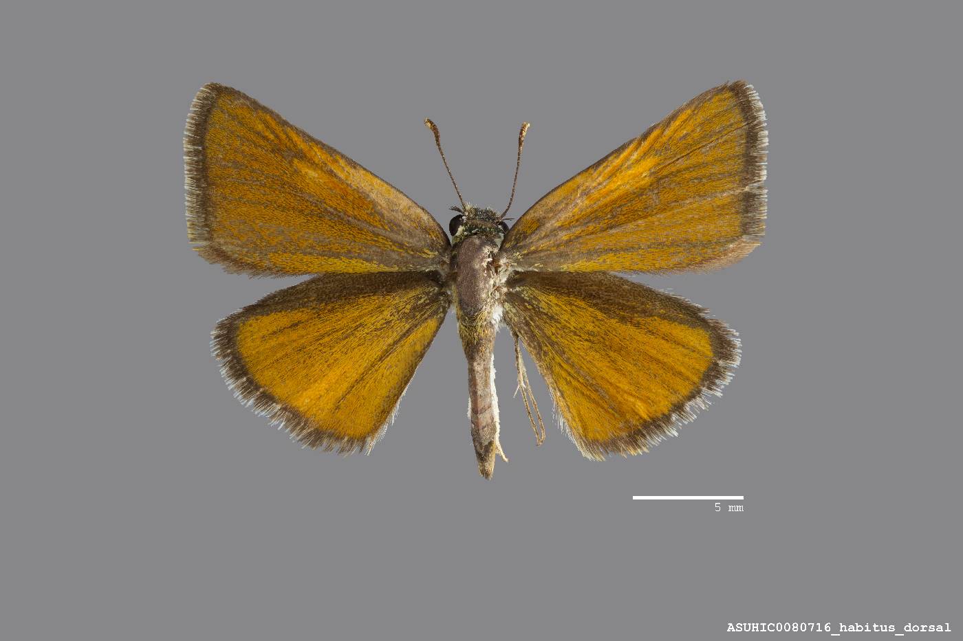 Oarisma edwardsii image