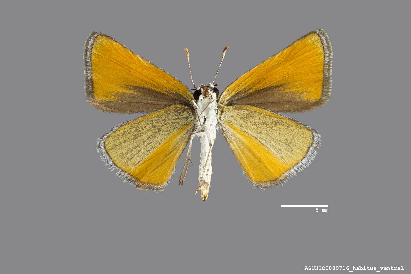 Oarisma edwardsii image