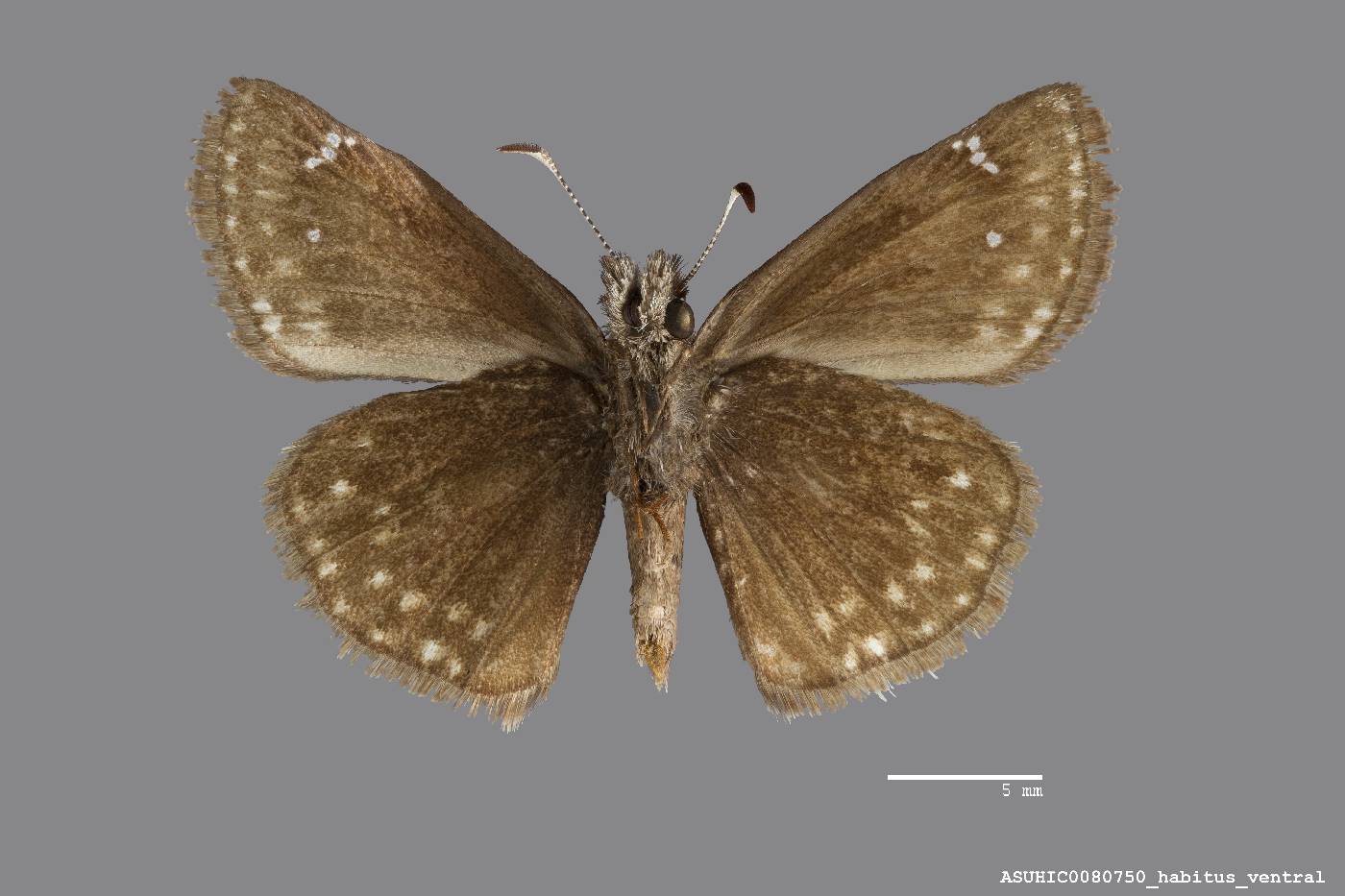 Erynnis persius image