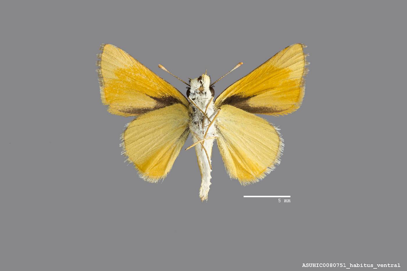 Copaeodes aurantiaca image