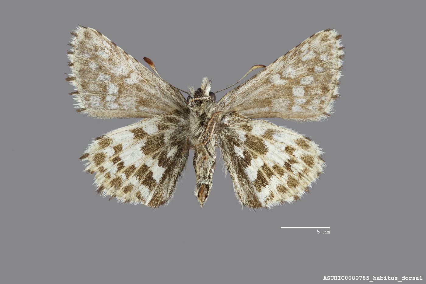 Pyrgus centaureae image