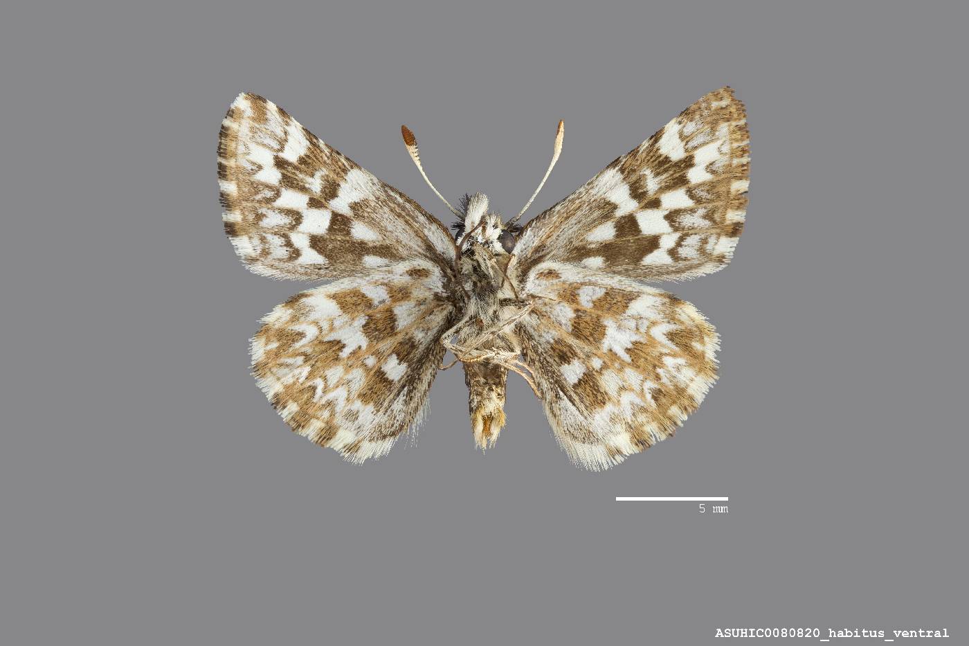 Pyrgus ruralis image